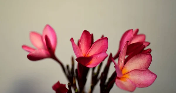 Plumeria Flower Pink Flor Branca Flower Pink Amarelo Flores Brancas — Fotografia de Stock