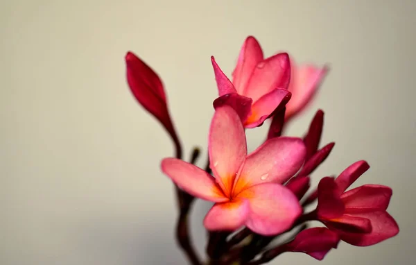 プルメリア Flower Pink 白い花 ピンク黄色の花や白い花の背景 自然の中の色とりどりの花 — ストック写真