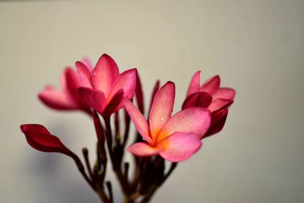 Plumeria Flower Pink Flor Blanca Flor Amarilla Rosa Fondo Flor — Foto de Stock