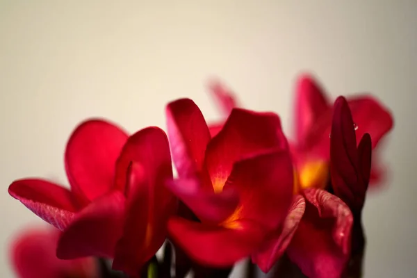 Plumeria Flower Pink Flor Branca Flower Pink Amarelo Flores Brancas — Fotografia de Stock