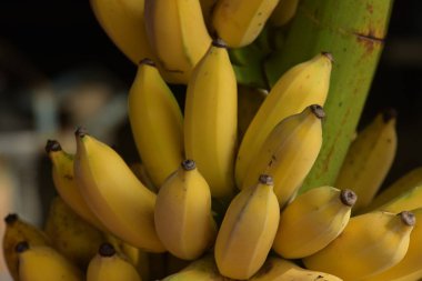 Ağaçta muz demeti Yaklaş