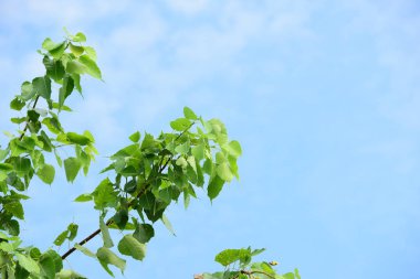 Bir arka plan görüntüsü olarak kullanılan büyük bir ağaç üzerinde yeşil pho.