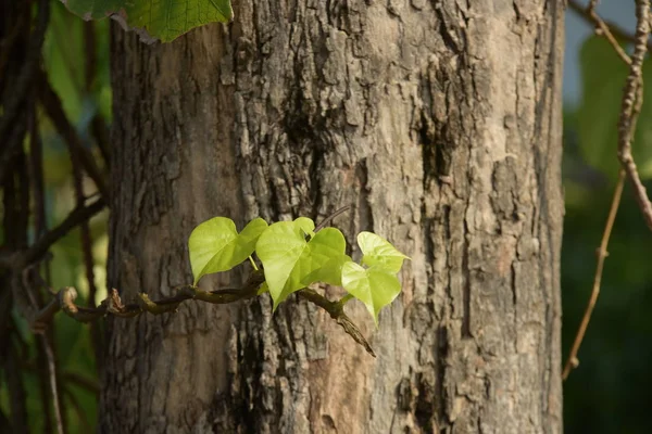 Zelená Jablka Stromě Lese — Stock fotografie