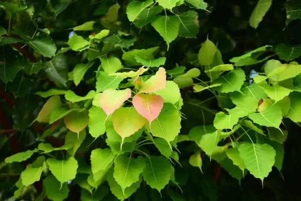 Green Pho Large Tree Used Background Image — Stock Photo, Image