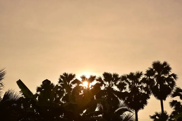 Sunset Tropical Trees Thailand — Stock Photo, Image