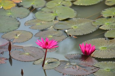 Sabah güneş ışığı ile güzel bir havuzda pembe lotus. 