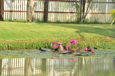 güzel lotus çiçeği derin mavi su yüzeyi zengin renk tarafından iltifat. Güzel pembe mor beyaz Lotus, su tesisi bir havuzda yansıması ile