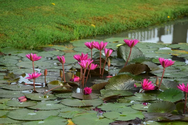 Mooie Lotusbloem Wordt Aangevuld Door Rijke Kleuren Van Het Oppervlak — Stockfoto