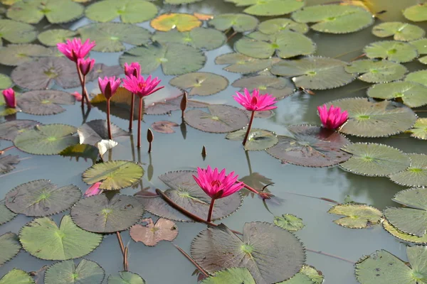 Lótus Rosa Uma Bela Lagoa Com Luz Solar Manhã — Fotografia de Stock