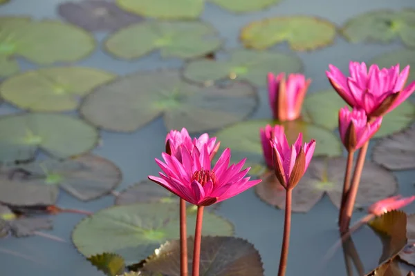 Loto Rosa Hermoso Estanque Con Luz Del Sol Mañana —  Fotos de Stock