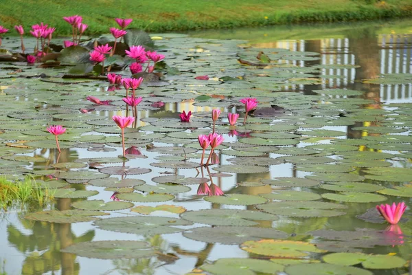 Roze Lotus Een Mooie Vijver Met Ochtendzon — Stockfoto