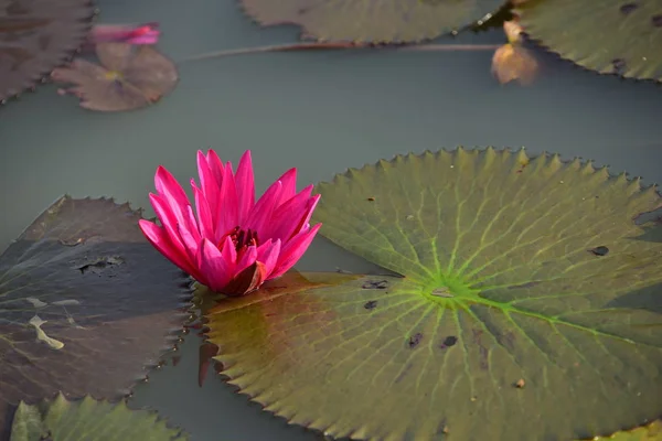 Vackra Lotusblomma Kompletteras Rika Färgerna Djupblå Vattenytan Vackra Rosa Violet — Stockfoto