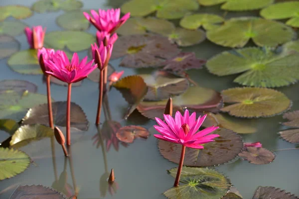 Loto Rosa Hermoso Estanque Con Luz Del Sol Mañana —  Fotos de Stock