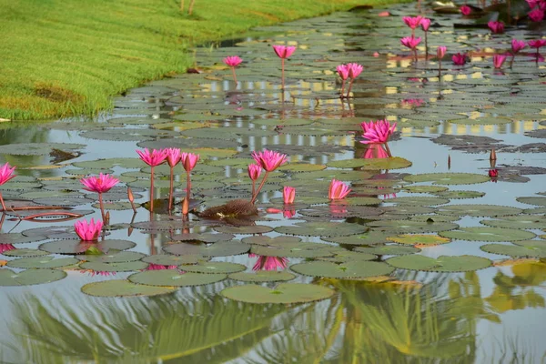 Roze Lotus Een Mooie Vijver Met Ochtendzon — Stockfoto