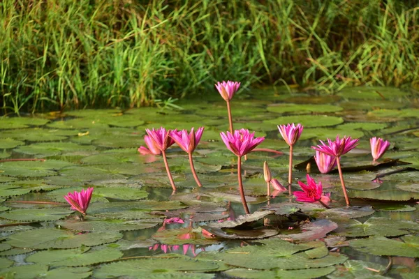 Loto Rosa Bellissimo Stagno Con Luce Del Sole Mattutina — Foto Stock