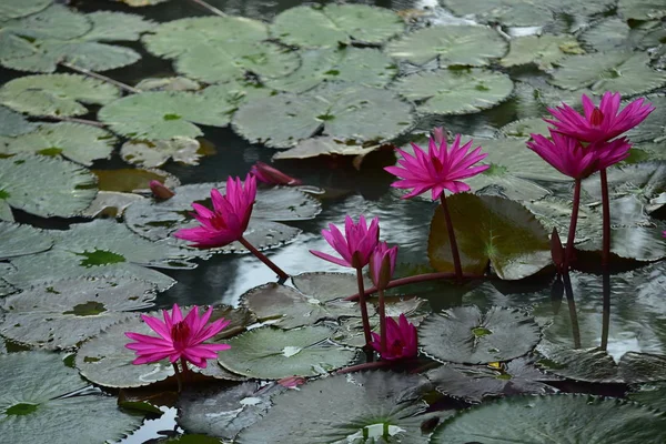 Pink Lotus Beautiful Pond Morning Sunlight — Stock Photo, Image