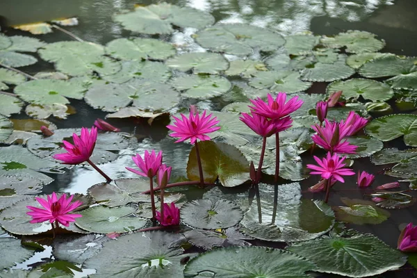 Lotus Rose Dans Bel Étang Avec Lumière Soleil Matin — Photo