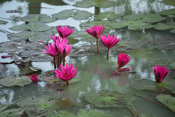 Pink Lotus Beautiful Pond Morning Sunlight — Stock Photo, Image