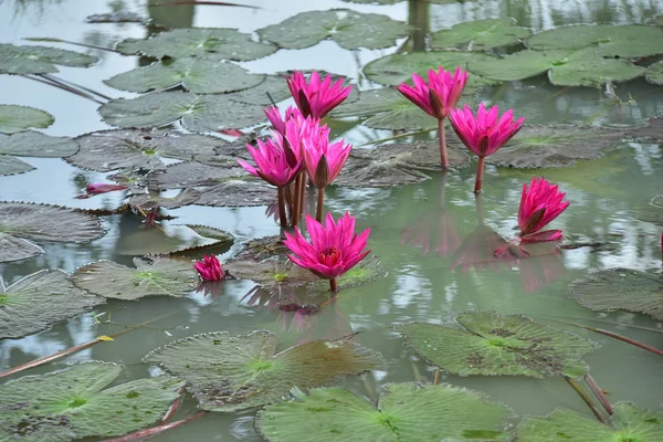 美しい蓮の花は 深い青色の水表面の豊かな色彩によって賞賛されています 美しいピンク紫白蓮 池に写った水工場 — ストック写真