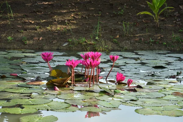 Belle Fleur Lotus Est Complétée Par Les Couleurs Riches Surface — Photo