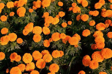 Yakın çekim kadife çiçeği flowerorange marigolds flowerbed, sarı yaz çiçekleri çiçek garden.marigolds çiçek