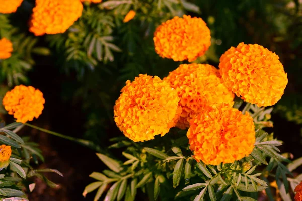 Garden Marigolds 花の花壇 黄色の夏の花のクローズ アップ マリーゴールド Flowerorange マリーゴールド — ストック写真