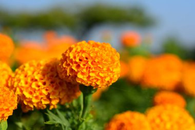 Yakın çekim kadife çiçeği flower.orange marigolds flowerbed, sarı yaz çiçekleri çiçek garden.marigolds çiçek.
