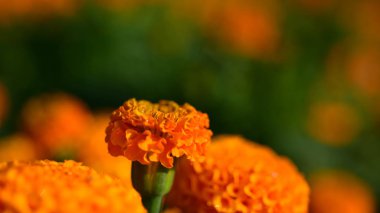 Yakın çekim kadife çiçeği flowerorange marigolds flowerbed, sarı yaz çiçekleri çiçek garden.marigolds çiçek