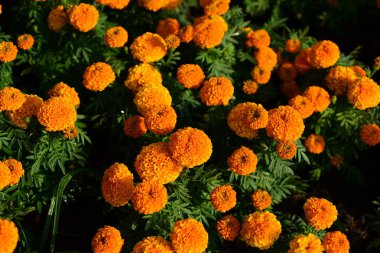 Yakın çekim kadife çiçeği flowerorange marigolds flowerbed, sarı yaz çiçekleri çiçek garden.marigolds çiçek