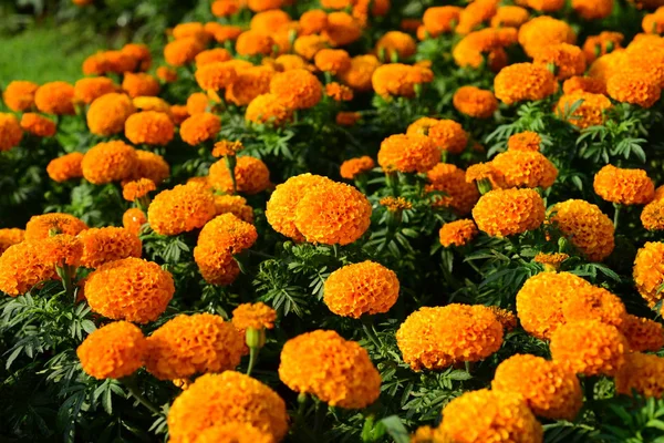 Close-up Marigold flower.orange marigolds in a flowerbed, yellow summer flowers on a flower garden.marigolds flower.