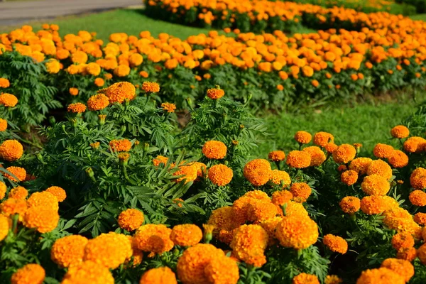 Közeli Kép Körömvirág Flowerorange Marigolds Egy Virágágyásba Sárga Nyári Virágok — Stock Fotó