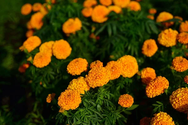 Primer Plano Marigold Flowerorange Caléndulas Macizo Flores Flores Amarillas Verano — Foto de Stock