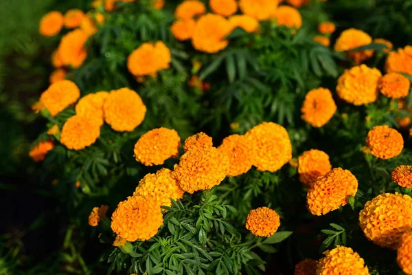 Garden Marigolds 花の花壇 黄色の夏の花のクローズ アップ マリーゴールド Flower Orange マリーゴールド — ストック写真