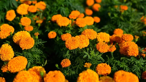 Garden Marigolds 花の花壇 黄色の夏の花のクローズ アップ マリーゴールド Flowerorange マリーゴールド — ストック写真