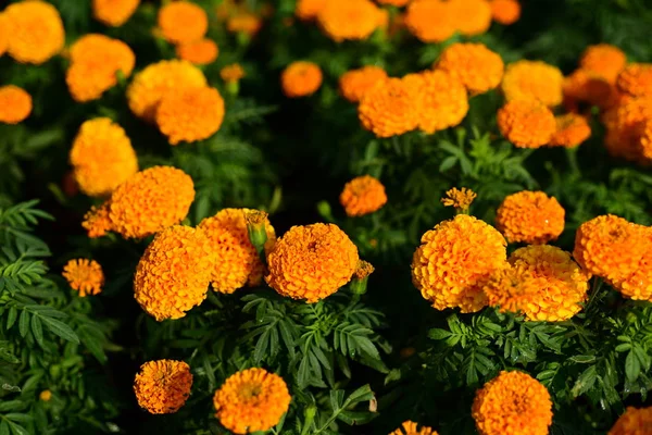 Garden Marigolds 花の花壇 黄色の夏の花のクローズ アップ マリーゴールド Flower Orange マリーゴールド — ストック写真