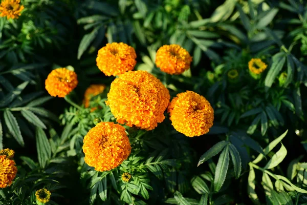 Garden Marigolds 花の花壇 黄色の夏の花のクローズ アップ マリーゴールド Flowerorange マリーゴールド — ストック写真