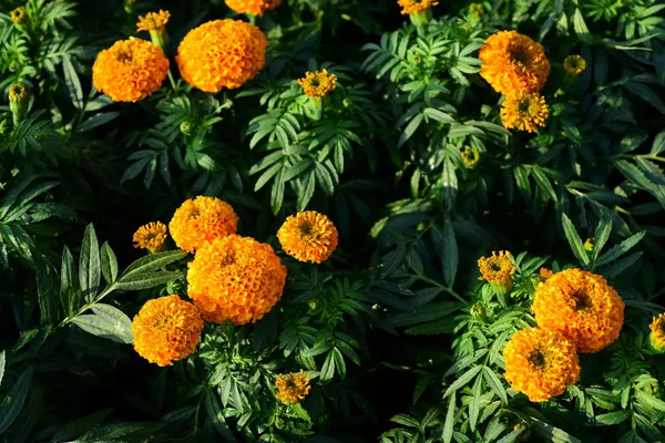 Közeli Kép Körömvirág Flowerorange Marigolds Egy Virágágyásba Sárga Nyári Virágok — Stock Fotó