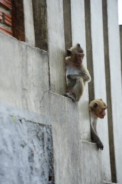 Dağlarda yaşayan maymunlar yakınındaki Thailand.Photos maymun kenti ve kentin yakınındaki bir maymun peşinde.