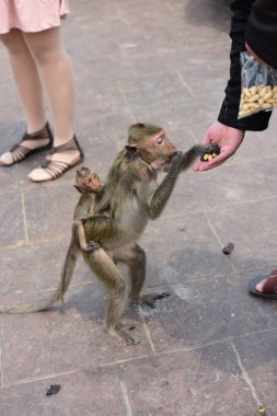 Dağlarda yaşayan maymunlar yakınındaki Thailand.Photos maymun kenti ve kentin yakınındaki bir maymun peşinde.
