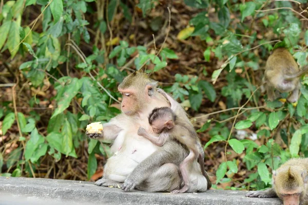 원숭이 근처의 원숭이 Thailand Photos의 근처의 — 스톡 사진