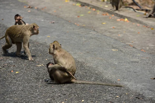 원숭이 근처의 원숭이 Thailand Photos의 근처의 — 스톡 사진