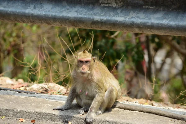 Affen Die Den Bergen Der Nähe Der Stadt Thailand Photos — Stockfoto