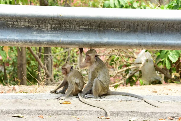 Monyet Tinggal Pegunungan Dekat Kota Thailand Photos Monyet Dan Mengejar — Stok Foto