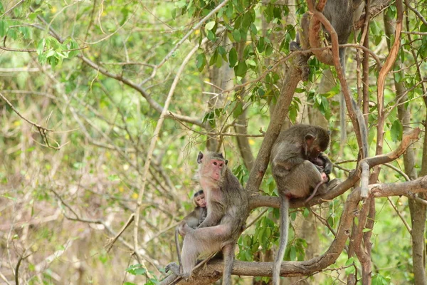 Macaco sagui brincando nos galhos das árvores