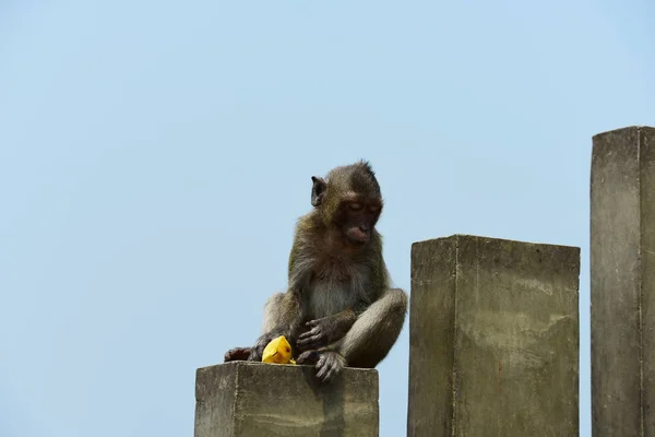 Macacos Que Vivem Nas Montanhas Perto Cidade Thailand Fotos Macacos — Fotografia de Stock