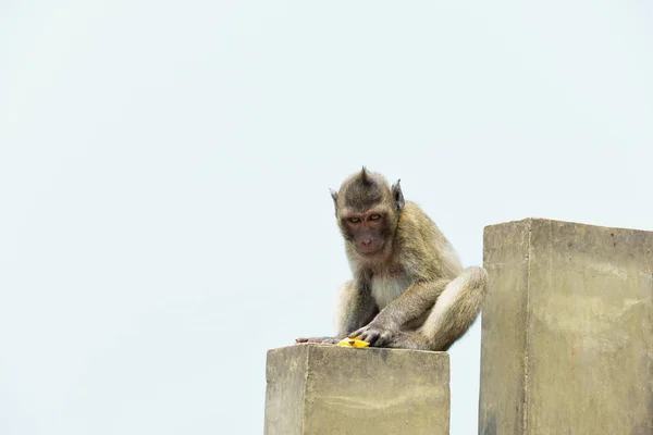 Affen Die Den Bergen Der Nähe Der Stadt Thailand Photos — Stockfoto