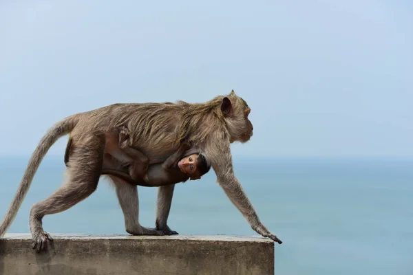 Monos Viviendo Las Montañas Cerca Ciudad Tailandia Fotos Monos Persecución — Foto de Stock