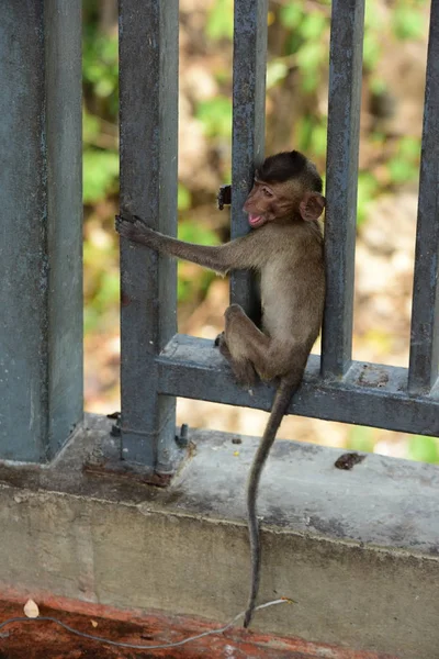 원숭이 근처의 원숭이 Thailand Photos의 근처의 — 스톡 사진