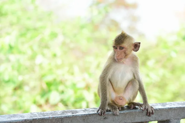 Affen Die Den Bergen Der Nähe Der Stadt Thailand Photos — Stockfoto