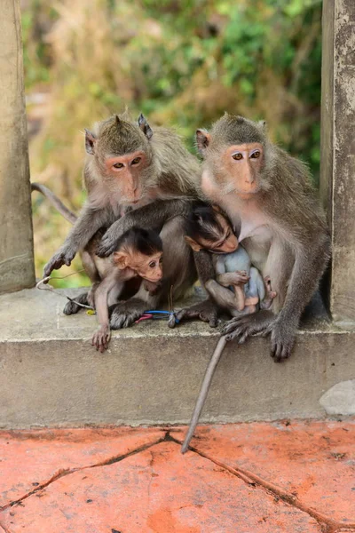원숭이 근처의 원숭이 Thailand Photos의 근처의 — 스톡 사진